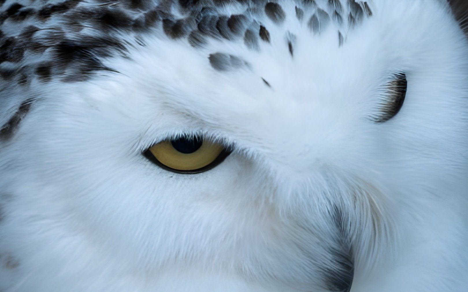 Owl feather and eye detail in an upscaler demonstration image