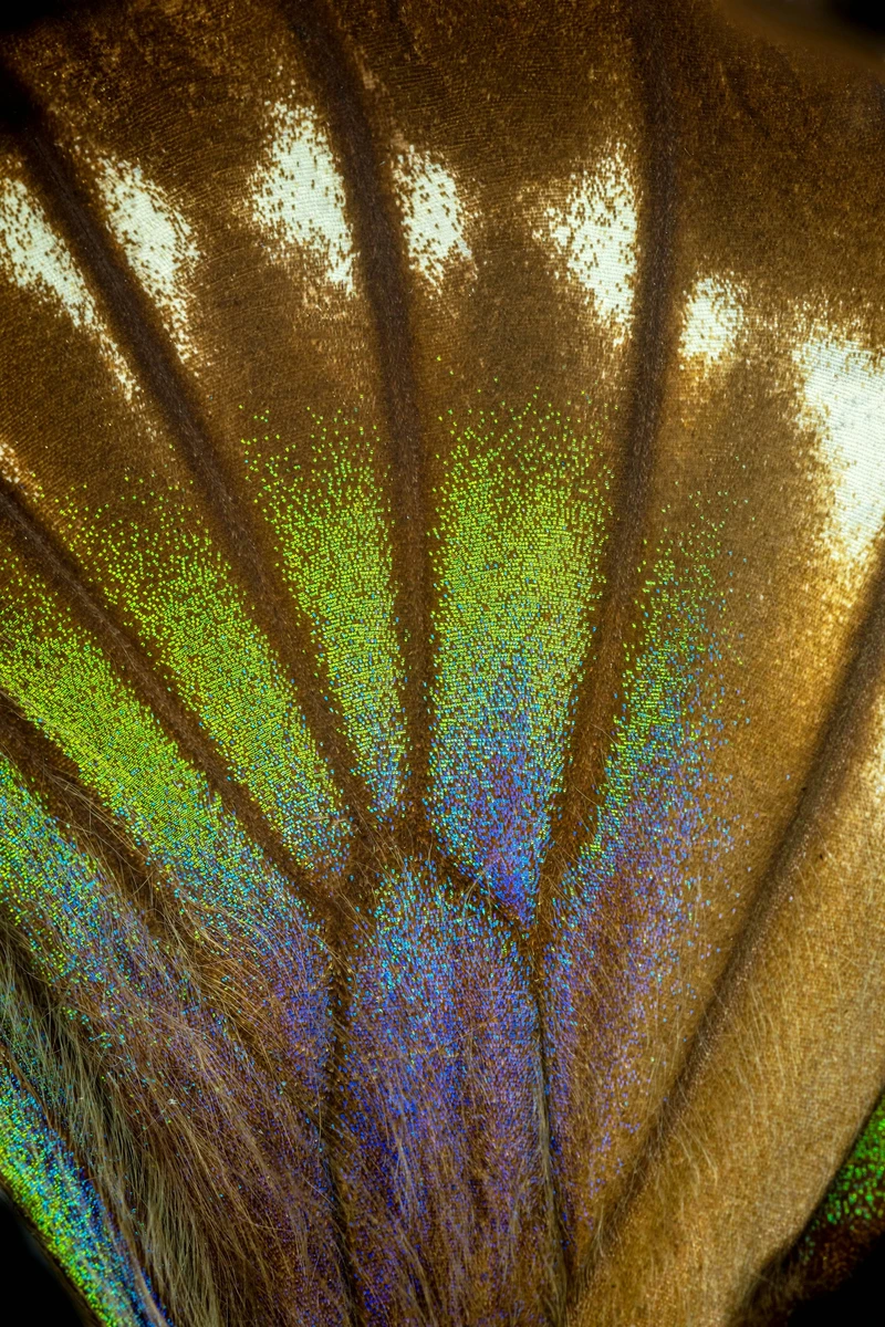 Illustrative macro image of iridescent butterfly wings