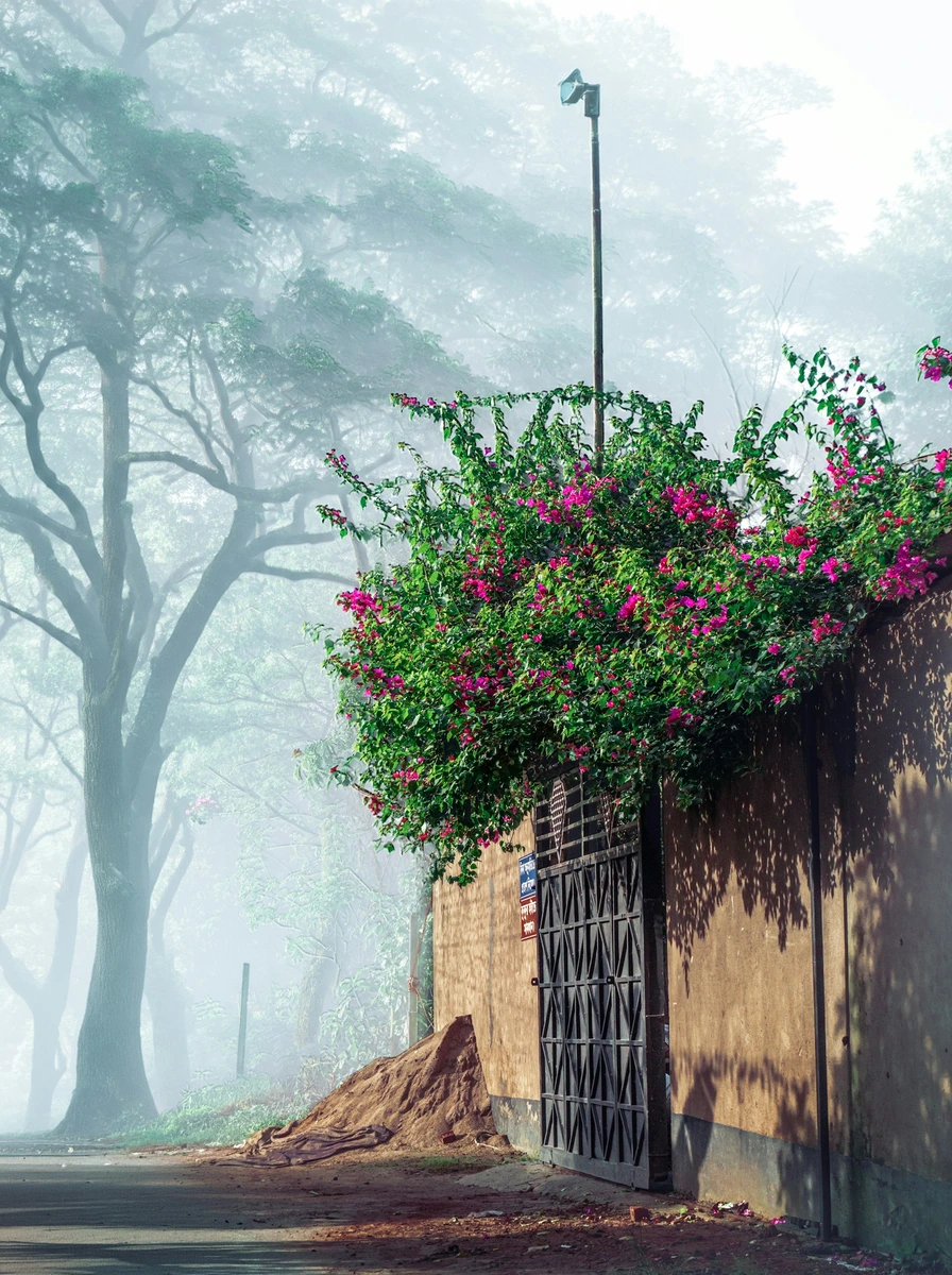 Illustrative reference: Misty garden arch with bougainvillea used as an environment and atmosphere reference