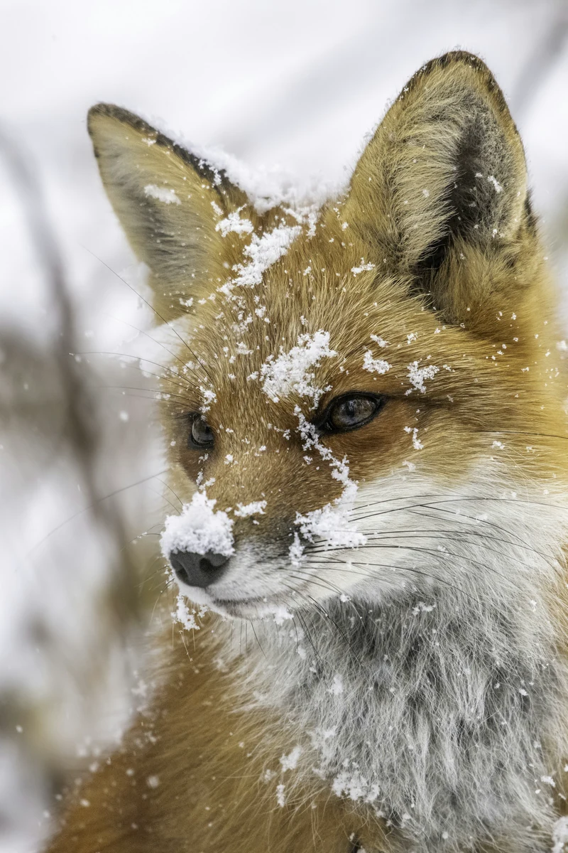Illustrative reference: Red fox in a snowy landscape, used as an animal and nature illustration reference